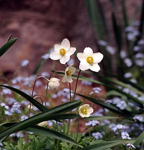 Anemone